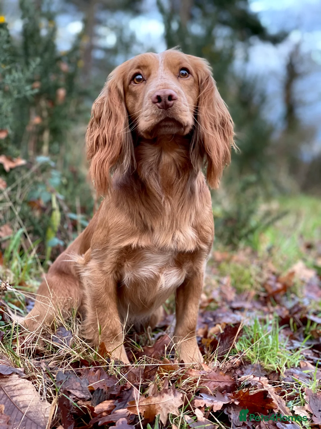 Cocker Spaniel dogs for stud: Golden cocker stud in Crediton - Advert 11