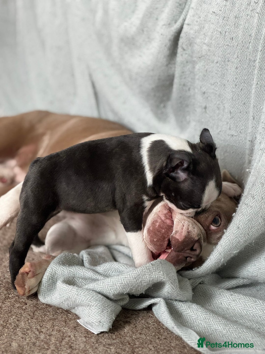 Boston Terrier dogs for sale: Gorgeous KC Boston Terrier Pups for Loving Homes - Image 31