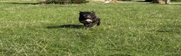 French Bulldog dogs for sale: Brindle female kennel club reg adult available  - Advert 3