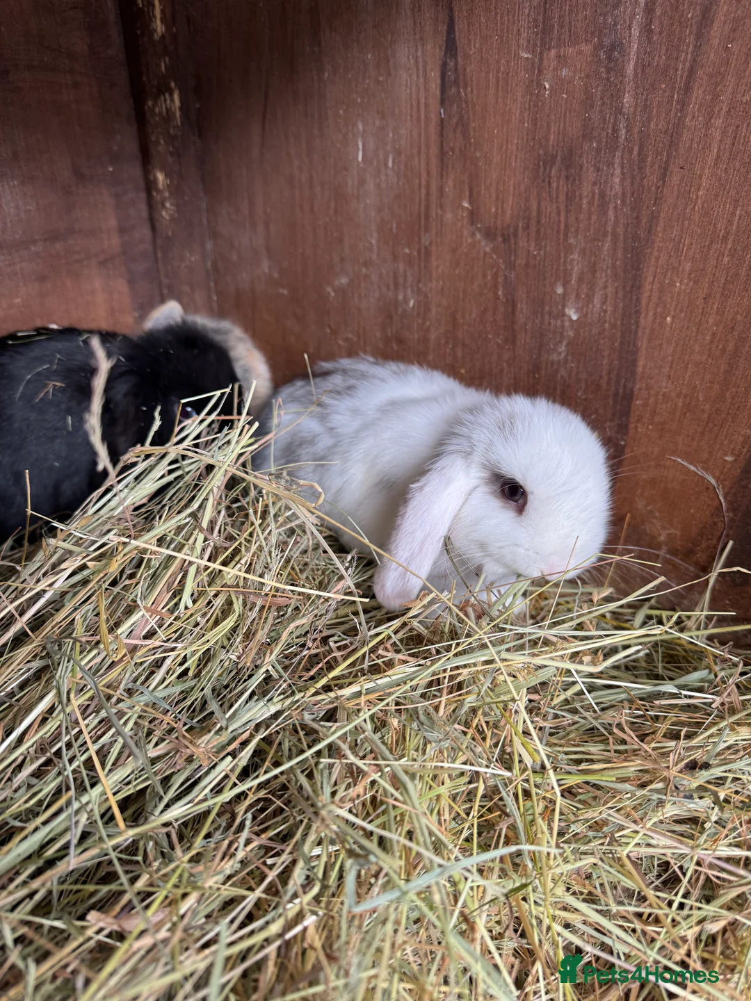 Mini Lop rabbits for sale: Mini lop bunnies - Advert 2