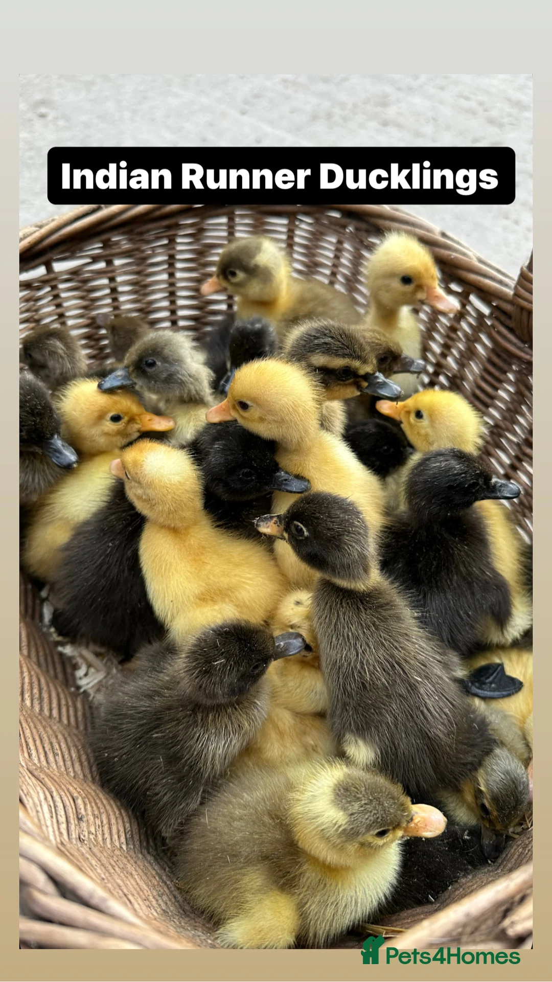 Ducks poultry for sale: Indian Runner Ducklings  - Advert 2