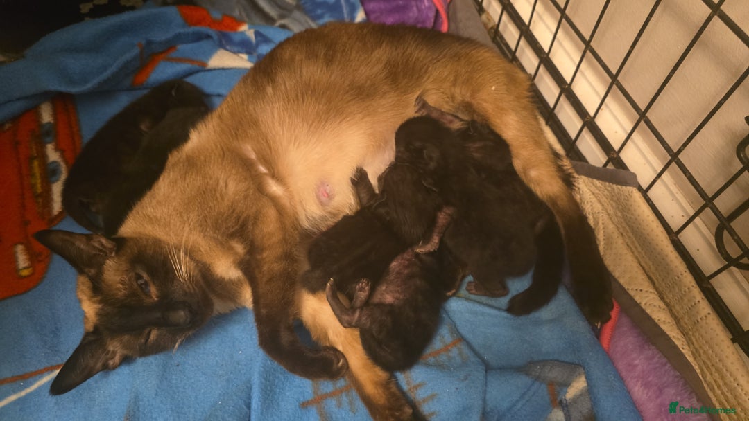 Siamese cats for sale: Siamese X British short hair *2 available  - Image 12