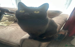 Abyssinian cats for sale: Beautiful male kittne - Image 2