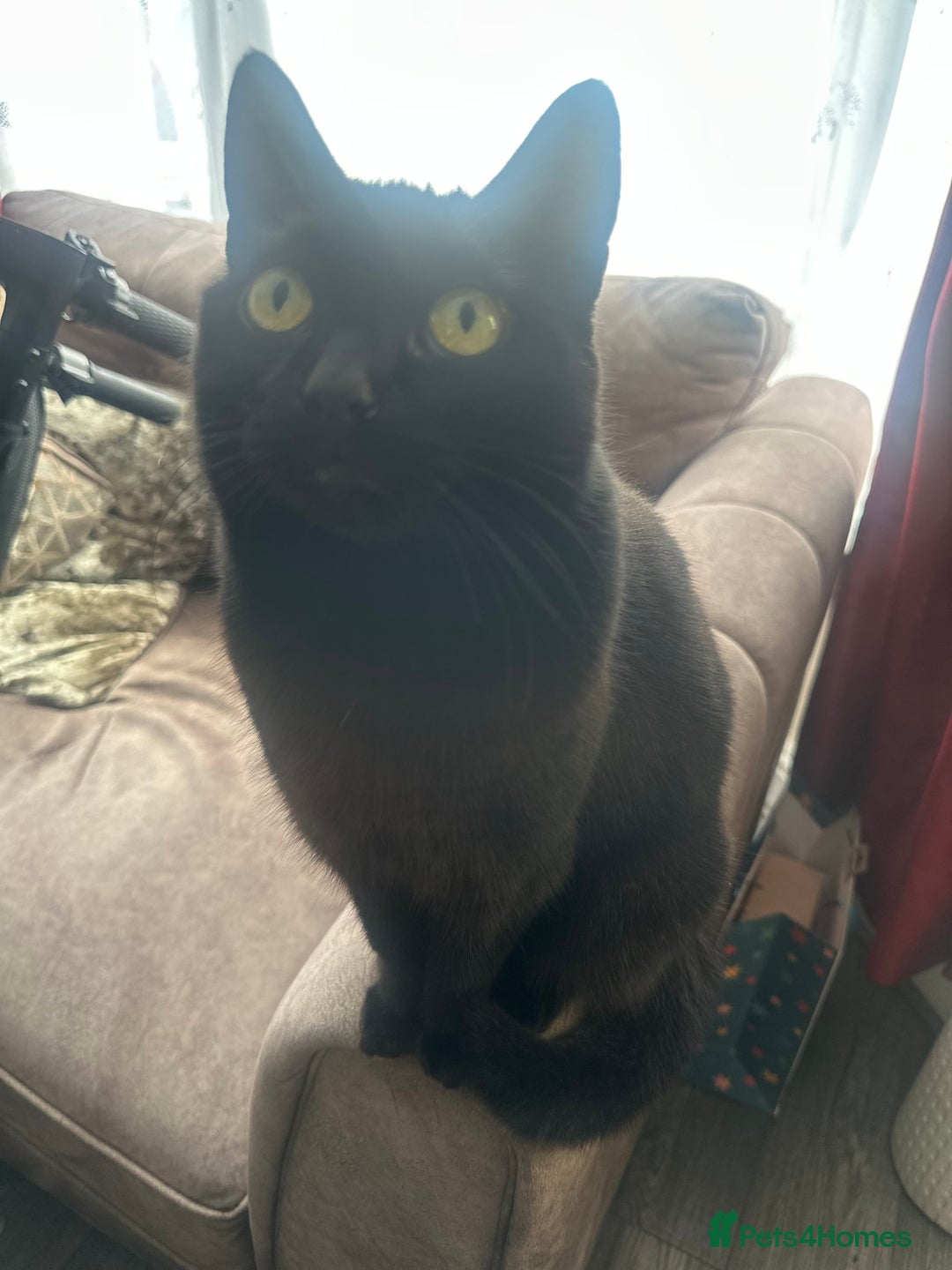 Abyssinian cats for sale: Beautiful male kittne - Image 2