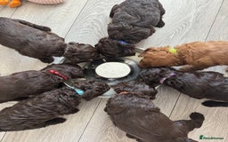 Cockapoo dogs for sale: F2 Cockapoo  - Image 2
