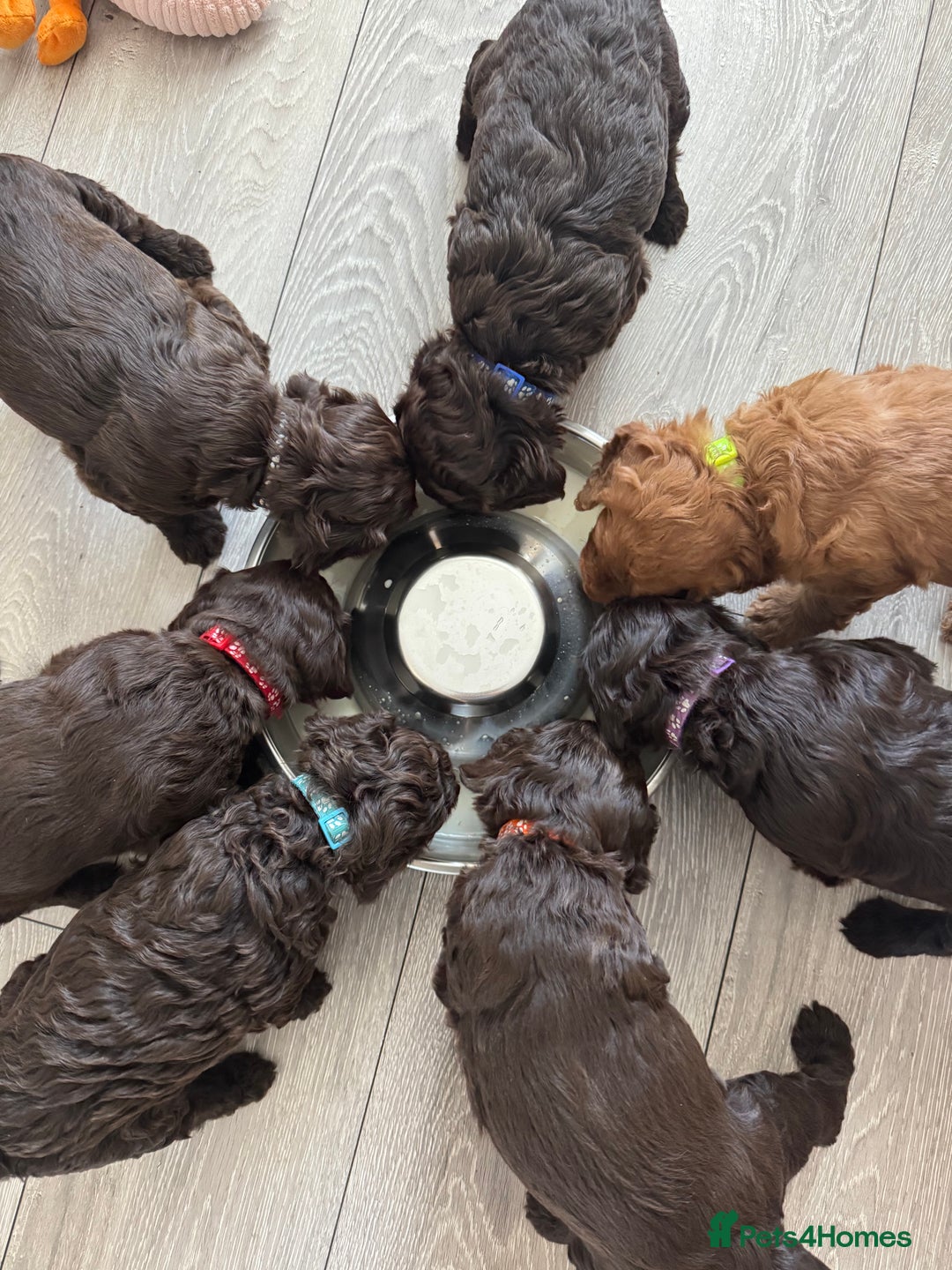 Cockapoo dogs for sale: F2 Cockapoo  - Image 2