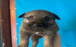 German Shepherd dogs for sale: 10 German Shepard Puppies for sale  - Image 5