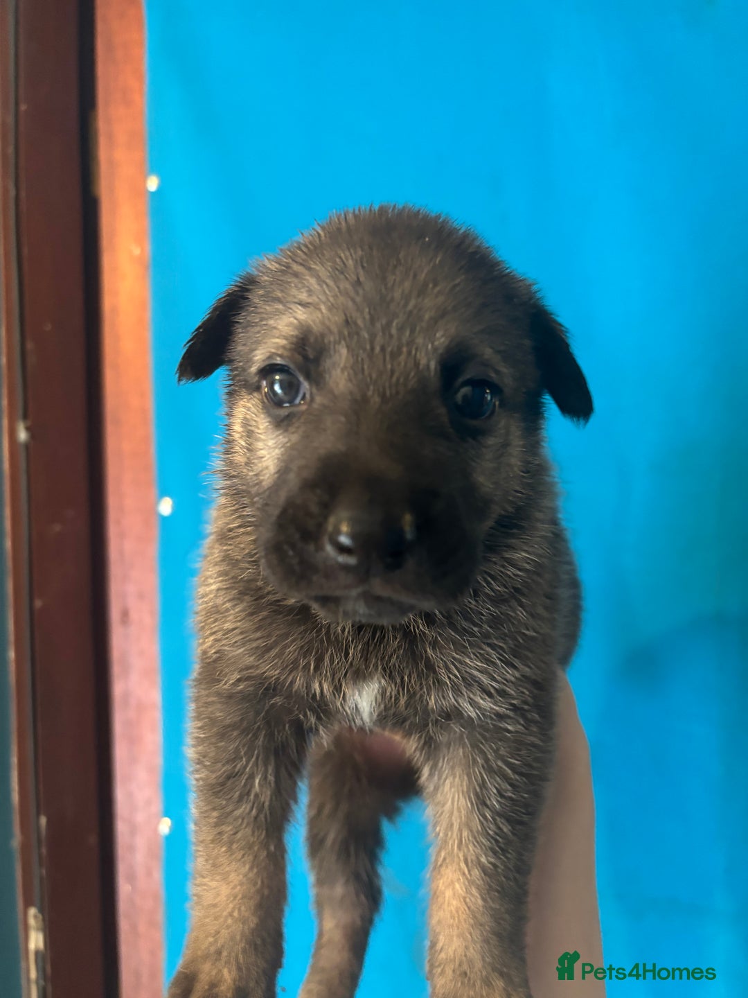 German Shepherd dogs for sale: 10 German Shepard Puppies for sale  - Image 5