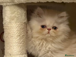 Persian cats Persian, Exotic Chinchilla Kittens (2 LEFT) - Advert 8