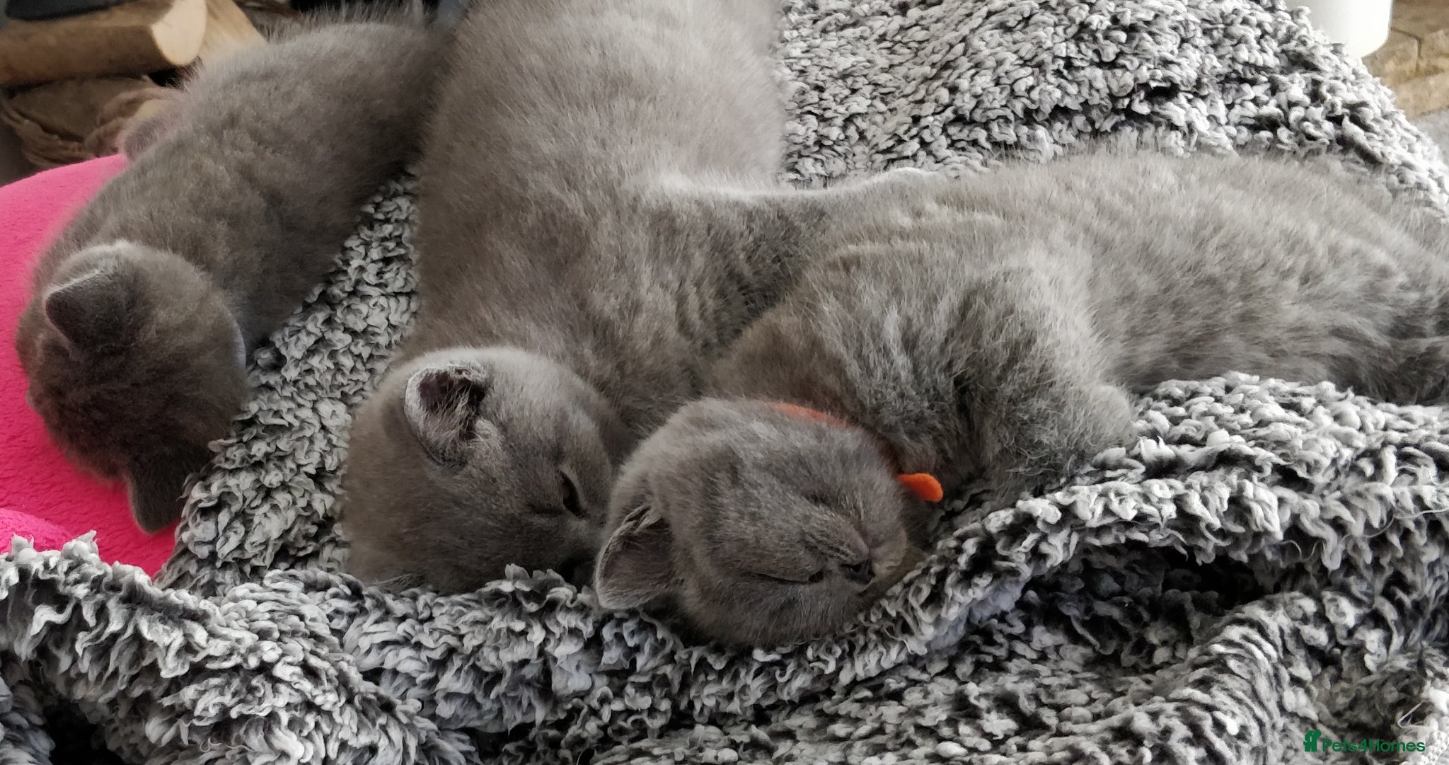 Russian Blue cats Russian Blue kittens 8 weeks old 2 boys 2 girls - Advert 1