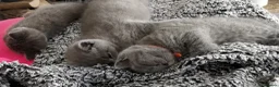 Russian Blue cats for sale: Russian Blue kittens 8 weeks old 2 boys 2 girls in Bournemouth - Advert 3