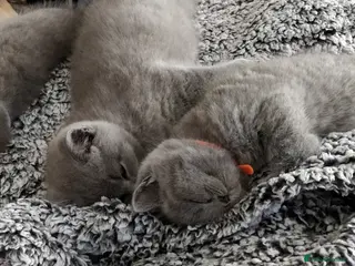 Russian Blue cats Russian Blue kittens 8 weeks old 2 boys 2 girls - Advert 1