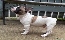 French Bulldog dogs for sale: Adorable Frenchie Puppies Seeking Forever Homes - Image 30