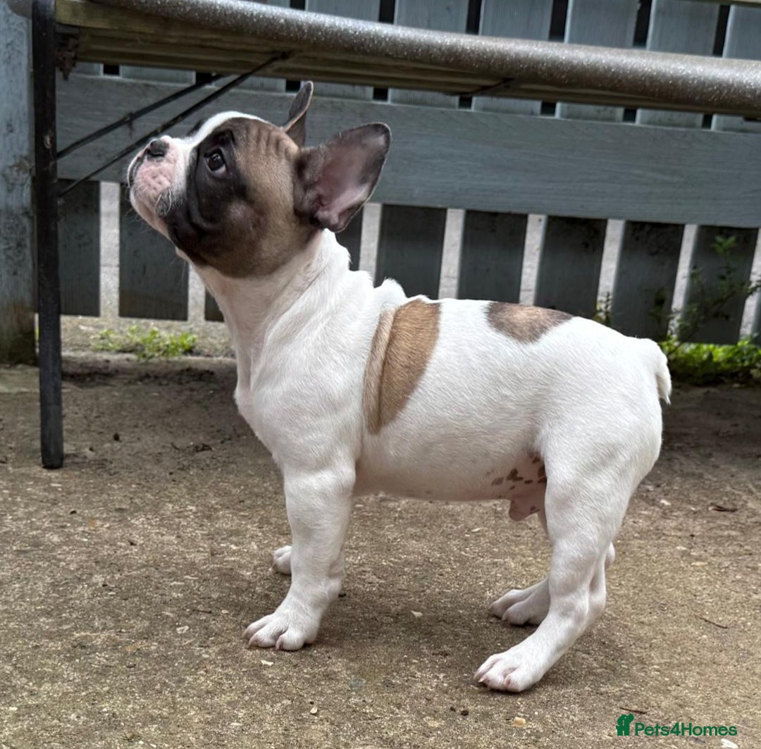 French Bulldog dogs for sale: Adorable Frenchie Puppies Seeking Forever Homes - Image 30