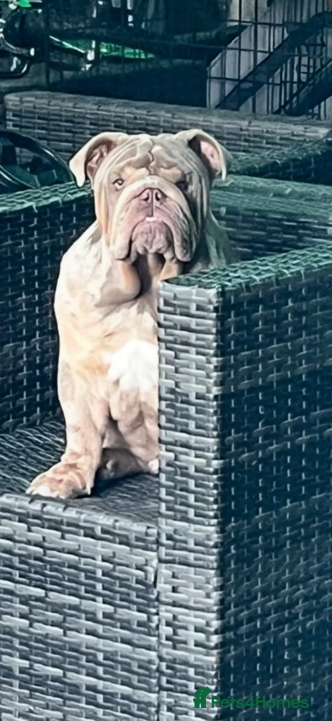 English Bulldog dogs for sale:  Entire male English bulldog  - Advert 6