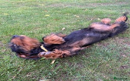 Dachshund dogs for sale: KC Standard wire haired dachshund - Image 5