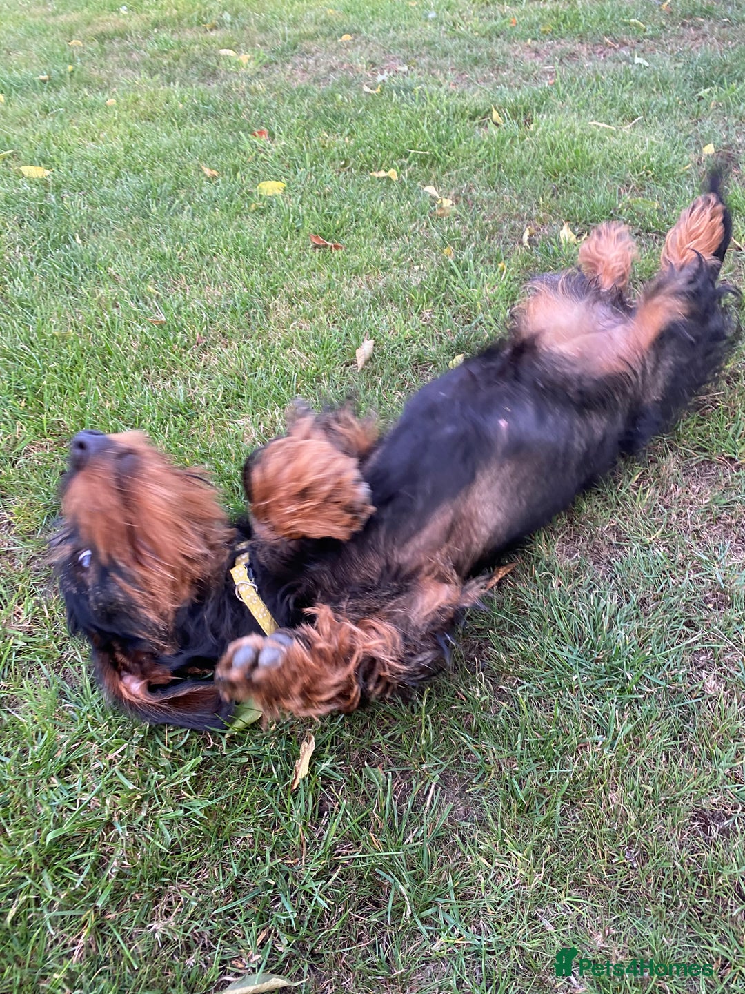Dachshund dogs for sale: KC Standard wire haired dachshund - Image 5