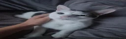Mixed Breed cats for sale: LOOKING NOT SELLING for a female kitten in Eastbourne - Advert 2