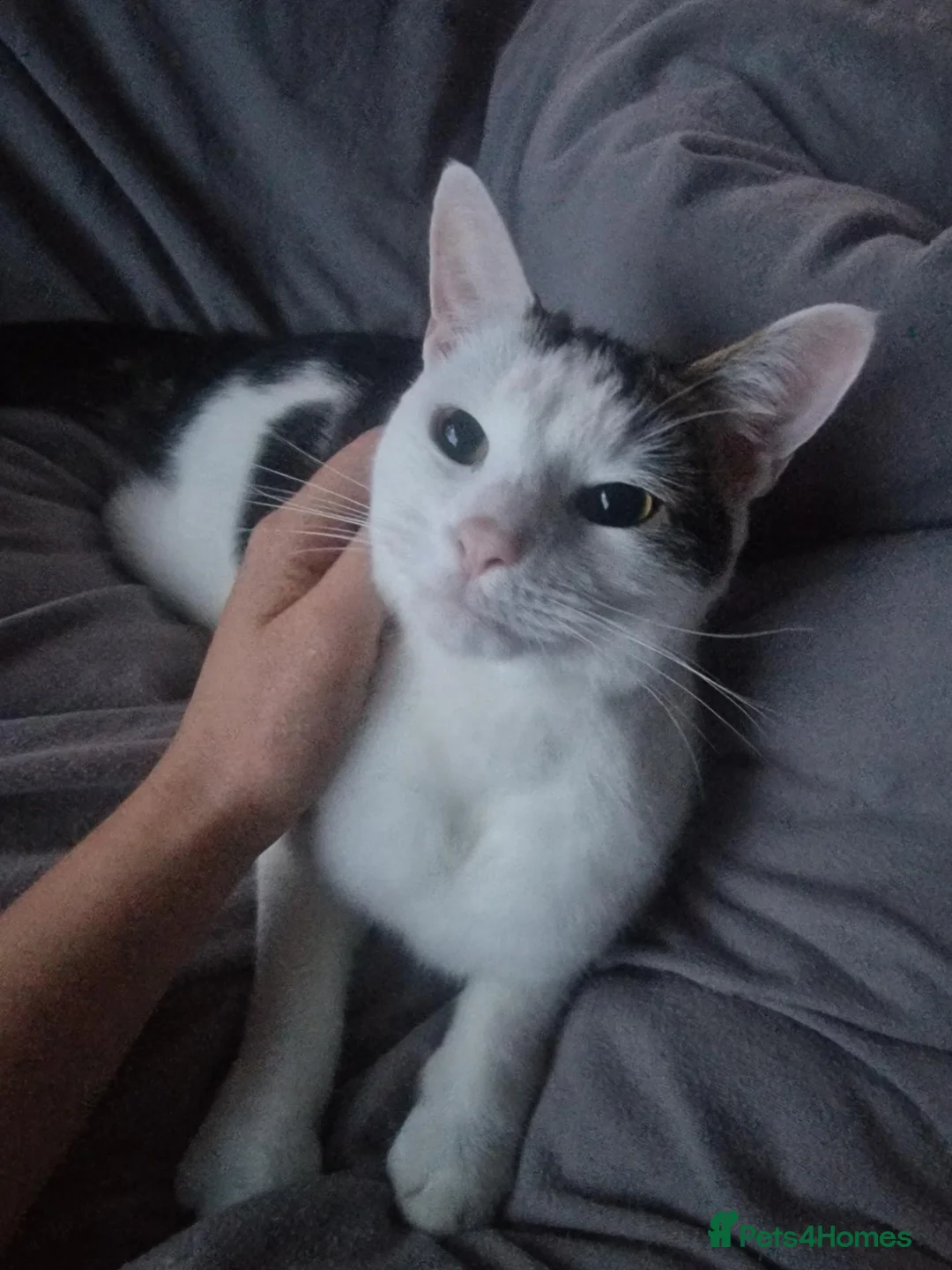 Mixed Breed cats for sale: LOOKING NOT SELLING for a female kitten in Eastbourne - Advert 2