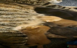 Domestic Shorthair cats for sale: Beautiful Family Friendly Tabby's - Image 5