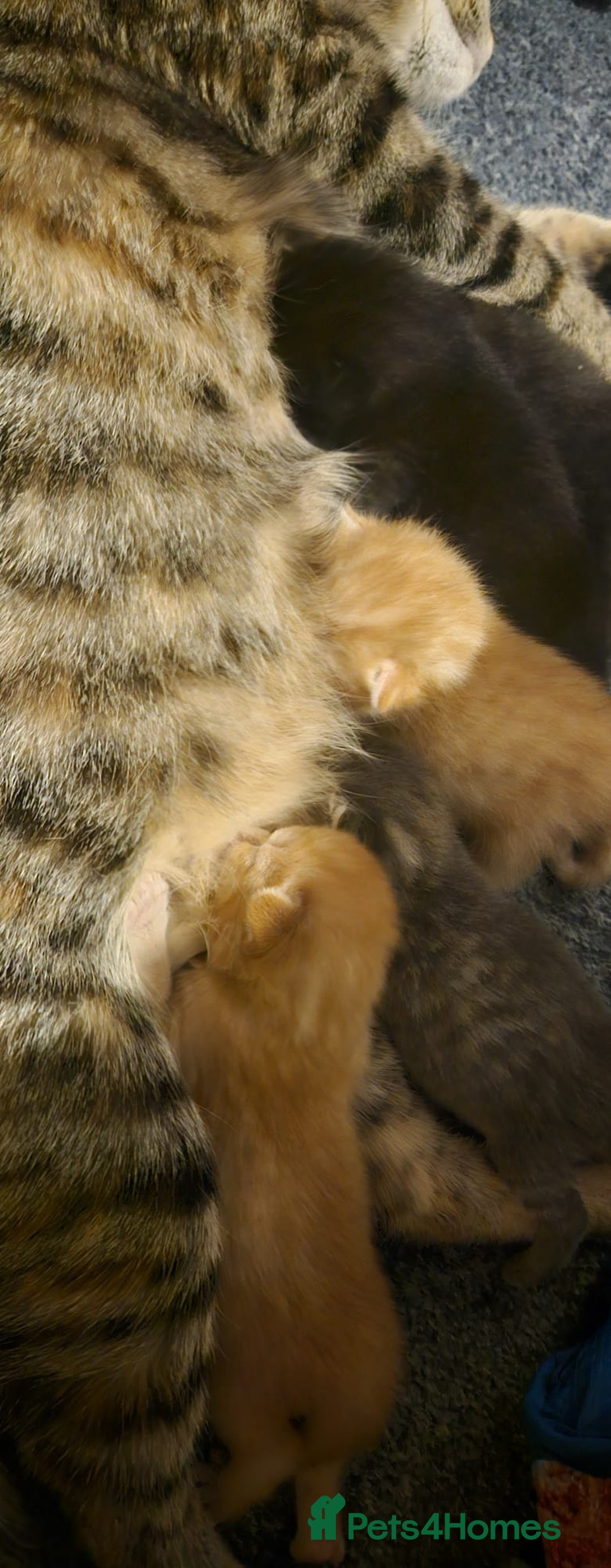 Domestic Shorthair cats for sale: Beautiful Family Friendly Tabby's - Image 5
