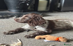 Cocker Spaniel dogs for sale: Little boy for rehoming  - Image 2