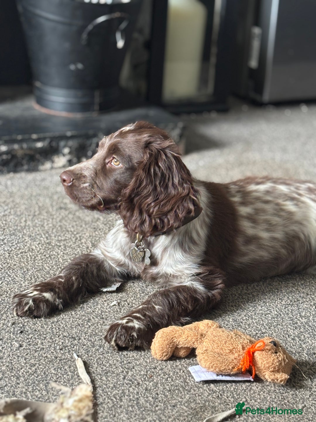 Cocker Spaniel dogs for sale: Little boy for rehoming  - Image 2