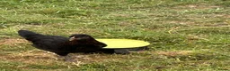 Chickens poultry for sale: AYAM CEMANI cockerels  - Advert 5