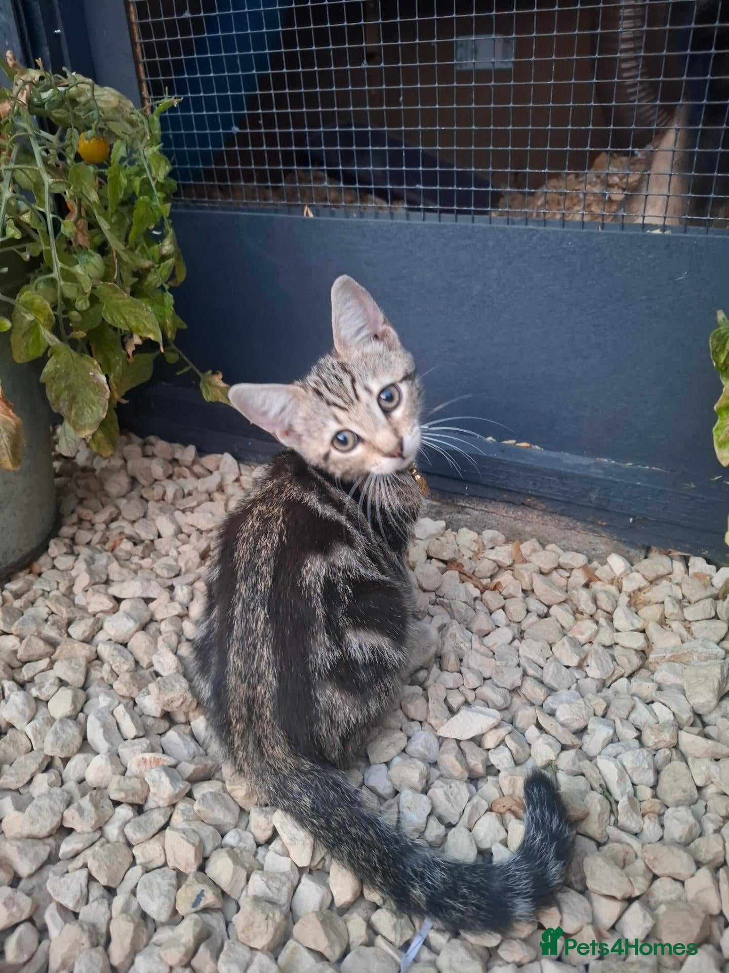 British Shorthair cats 2 x male kittens - Advert 1