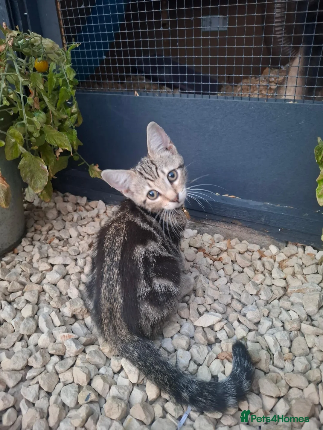 British Shorthair cats for sale: 2 x male kittens - Advert 1