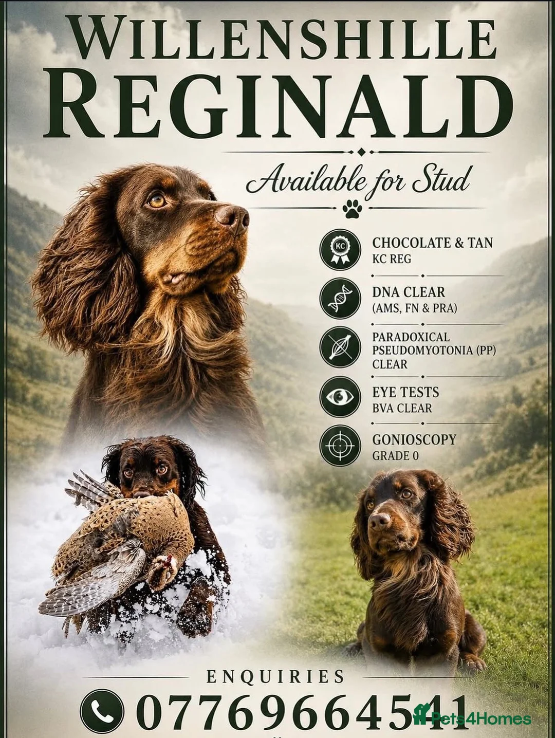 Cocker Spaniel dogs for sale: Dog puppy - Advert 2