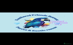 Parrots birds for sale: Parrot and bird rehoming  - Image 1