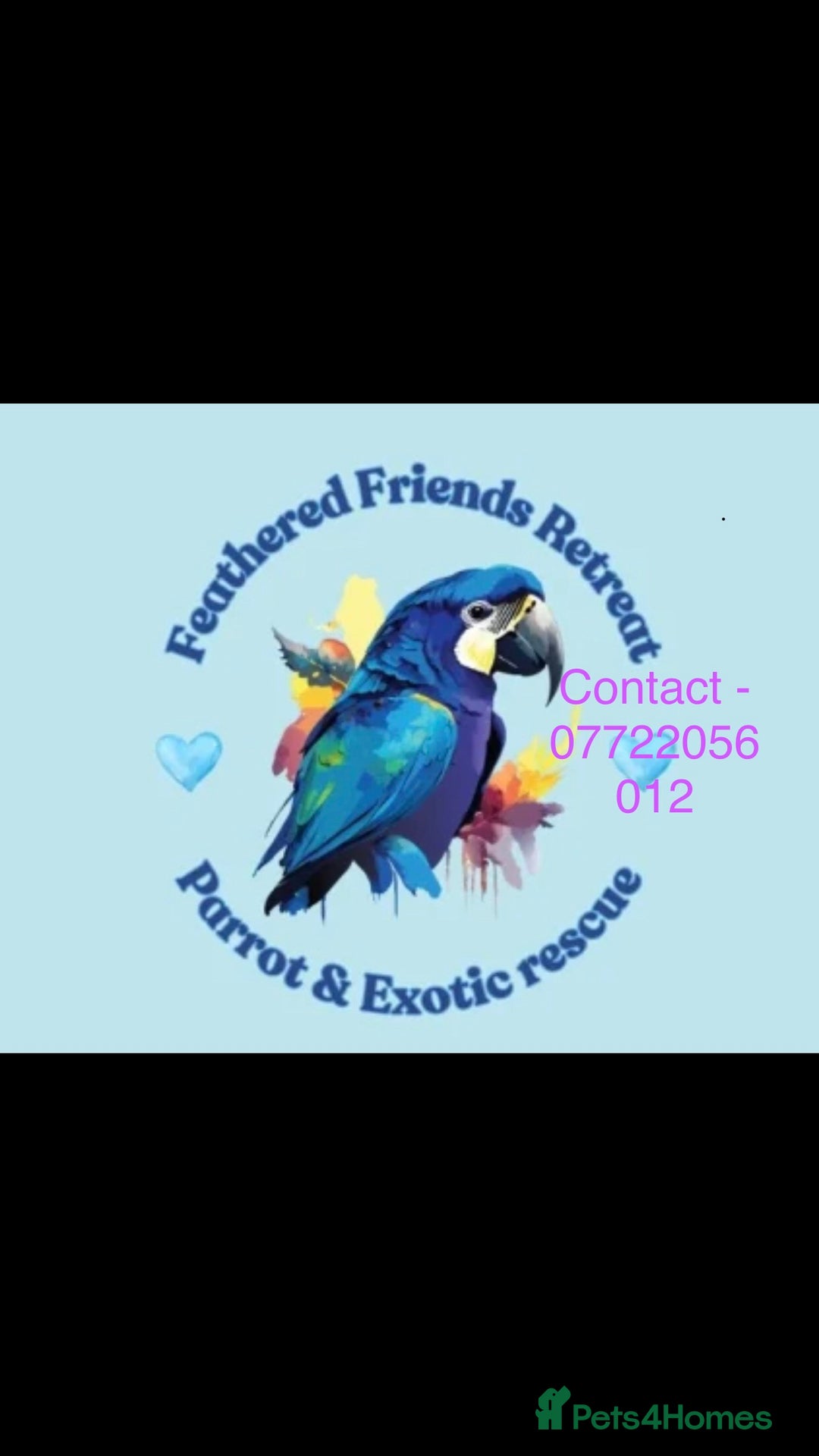 Parrots birds for sale: Parrot and bird rehoming  - Image 1