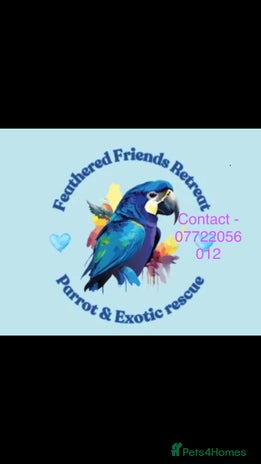 Parrots birds - Advert 9