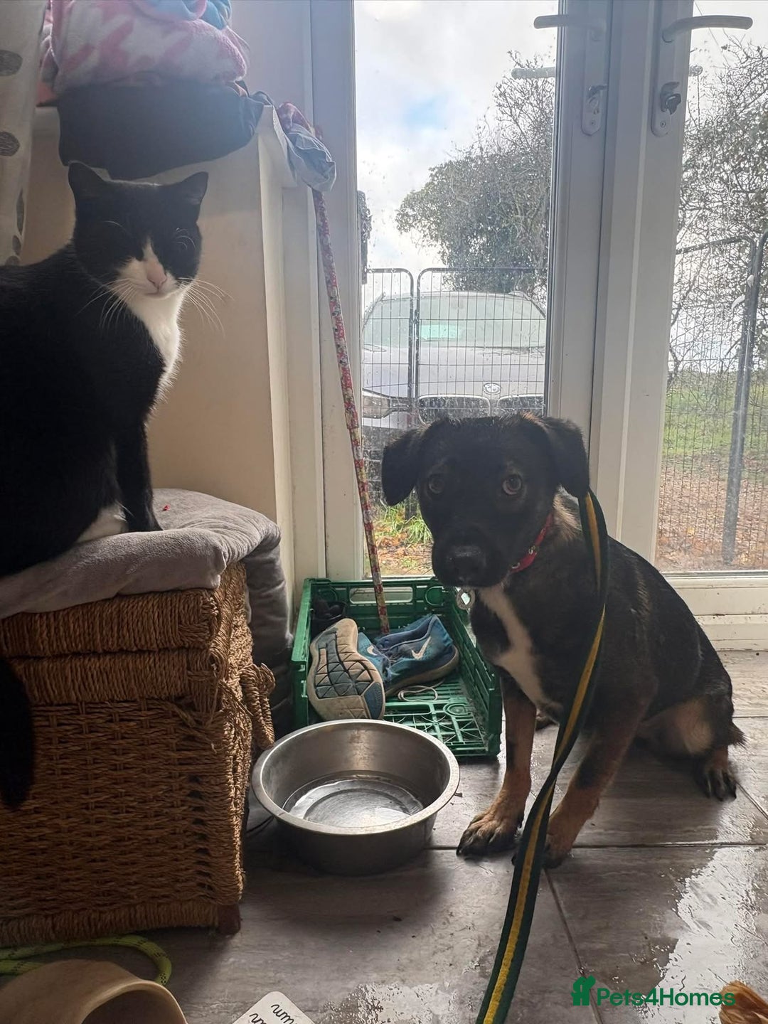 Mixed Breed dogs for adoption: Bubbles - Norwich Norfolk  - Advert 11