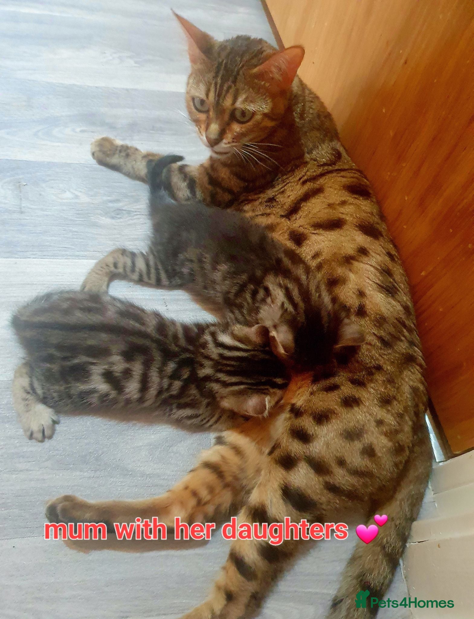 Mixed Breed cats Bengal X - Advert 2