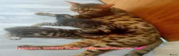 Mixed Breed cats for sale: Bengal X - Advert 1