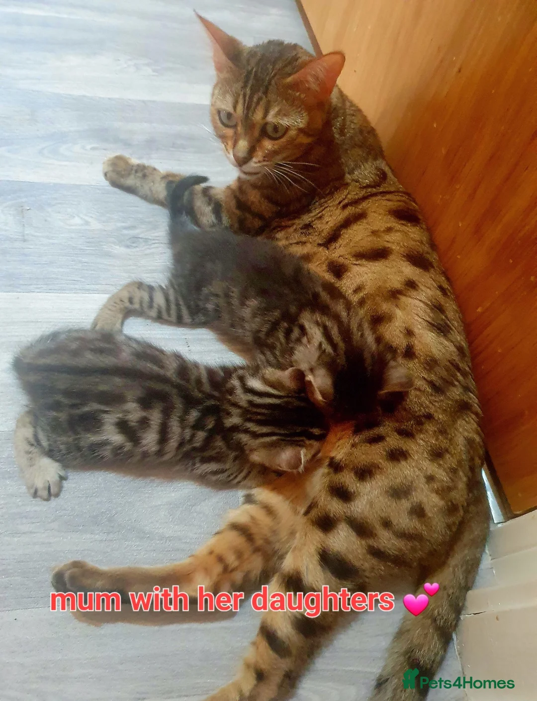 Mixed Breed cats for sale: Bengal X - Advert 1