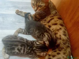 Mixed Breed cats Bengal X - Advert 2