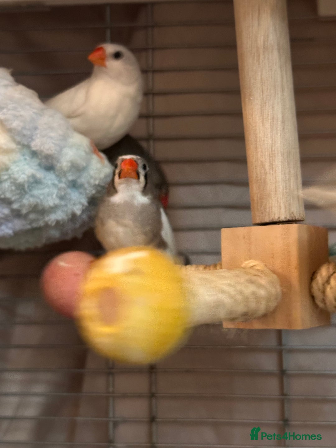 Finches birds for sale: Free to go for new home  - Advert 4