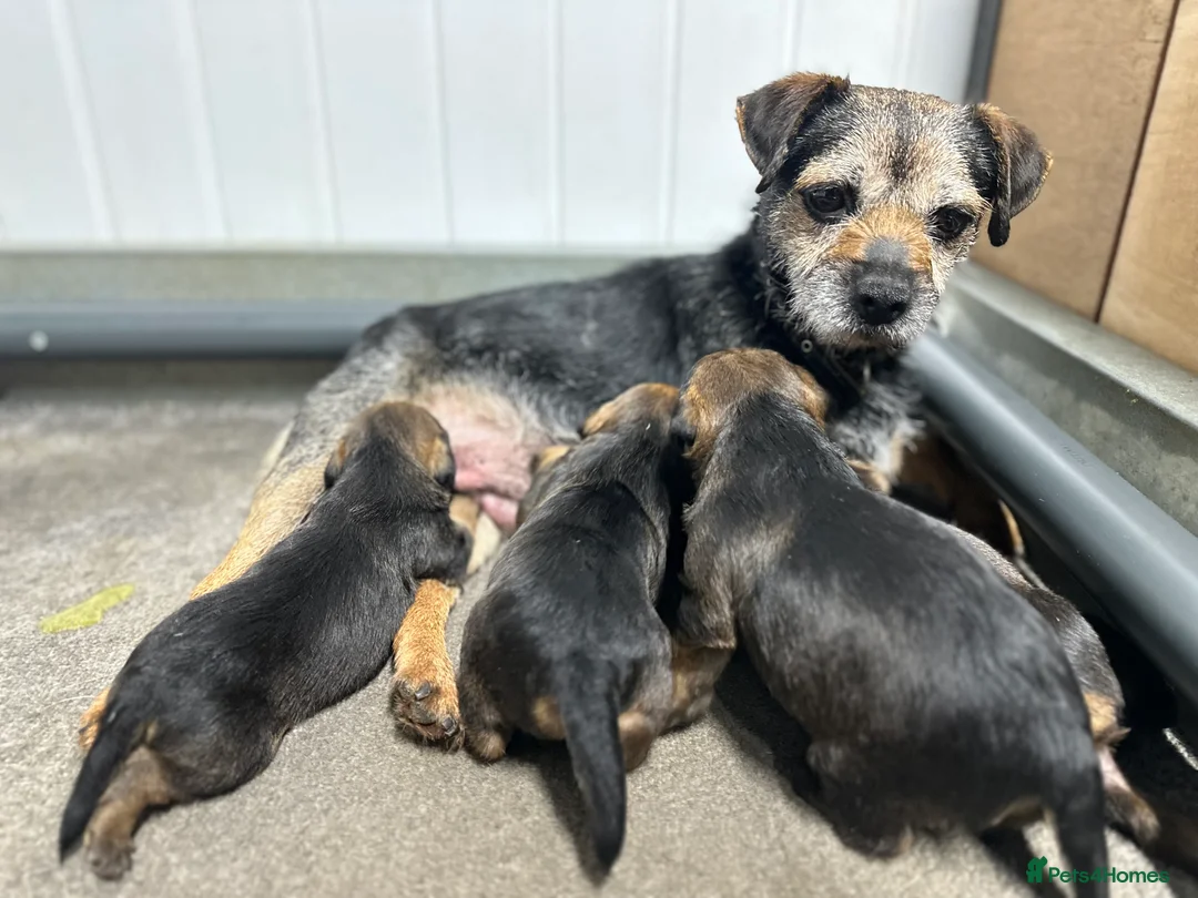 Border Terrier dogs for sale: KC Border Terrier Puppies - Advert 2