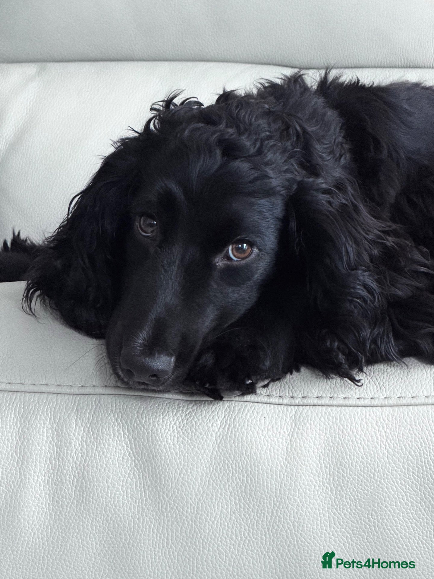 Cocker Spaniel dogs Jaxon - Advert 1