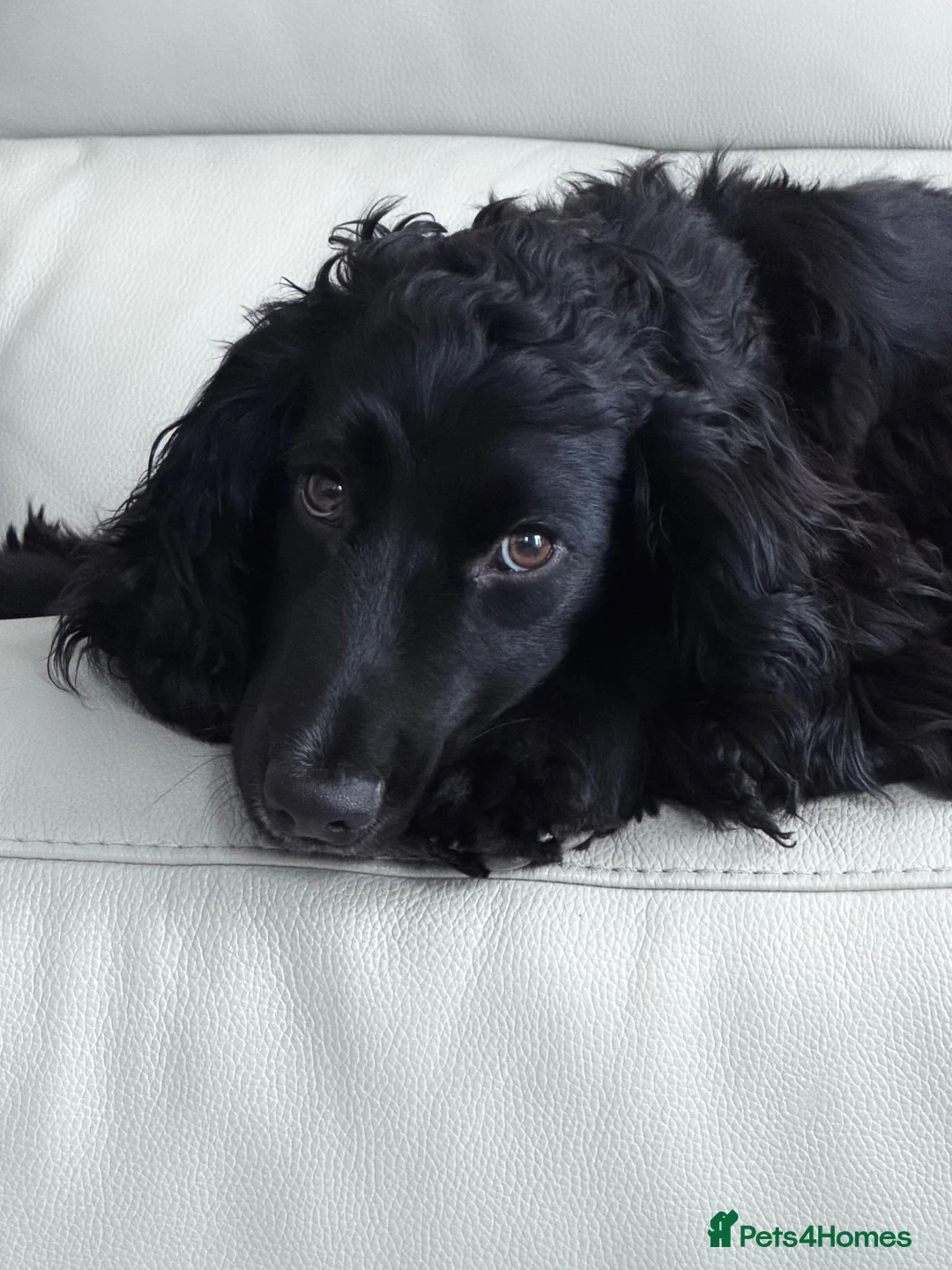 Cocker Spaniel dogs for sale: Jaxon - Advert 1