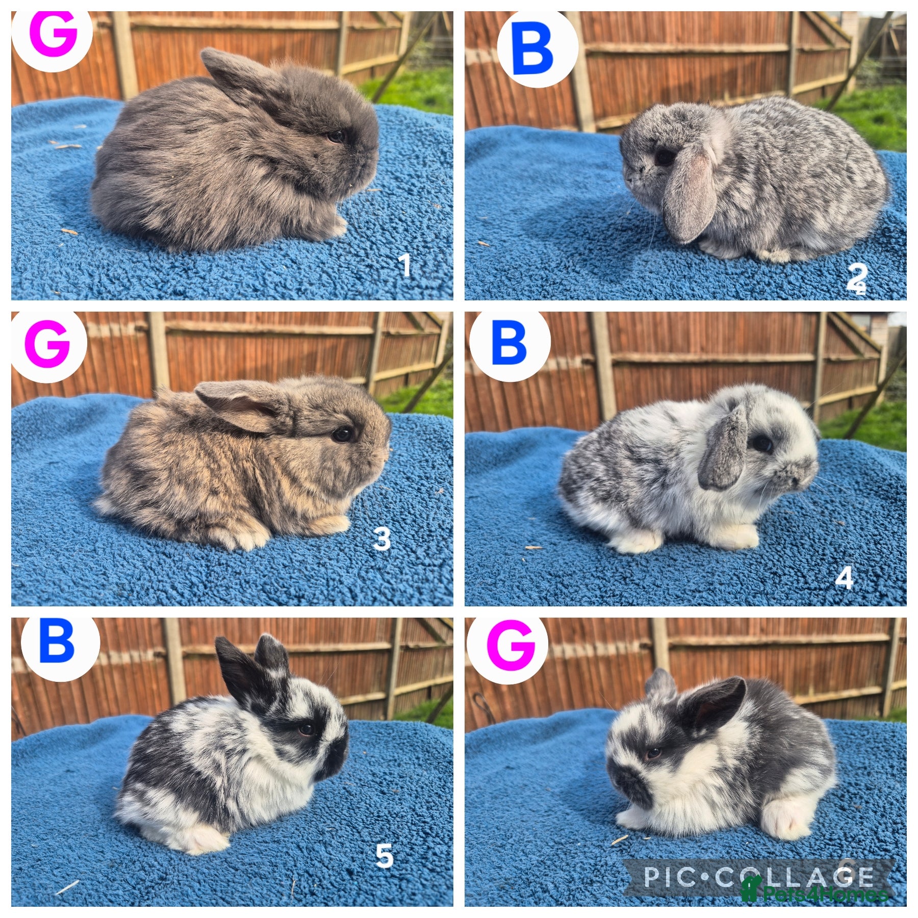 Mini Lop rabbits 3 x litters of gorgeous mini lop babies - Advert 2
