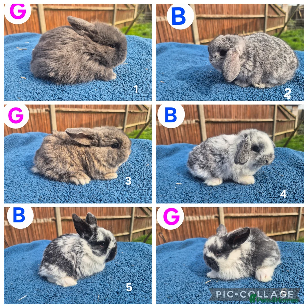 Mini Lop rabbits for sale: 3 x litters of gorgeous mini lop babies - Advert 2