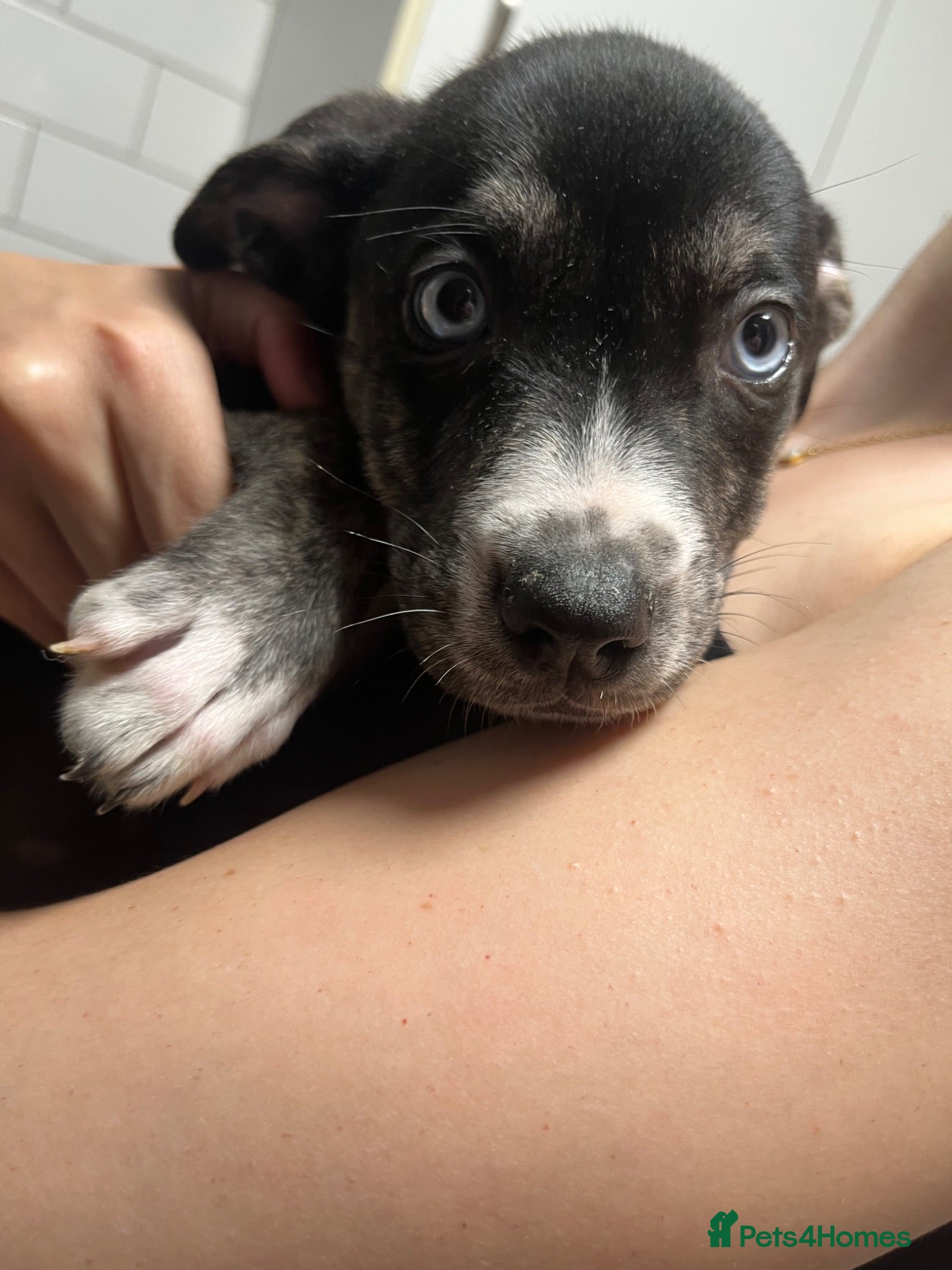 Mixed Breed dogs *last pup left* Husky x American Bulldog Pups - Advert 9