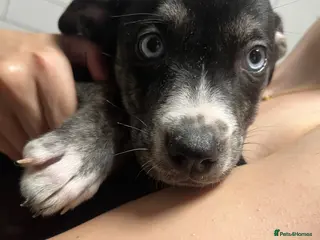 Mixed Breed dogs *last pup left* Husky x American Bulldog Pups - Advert 1