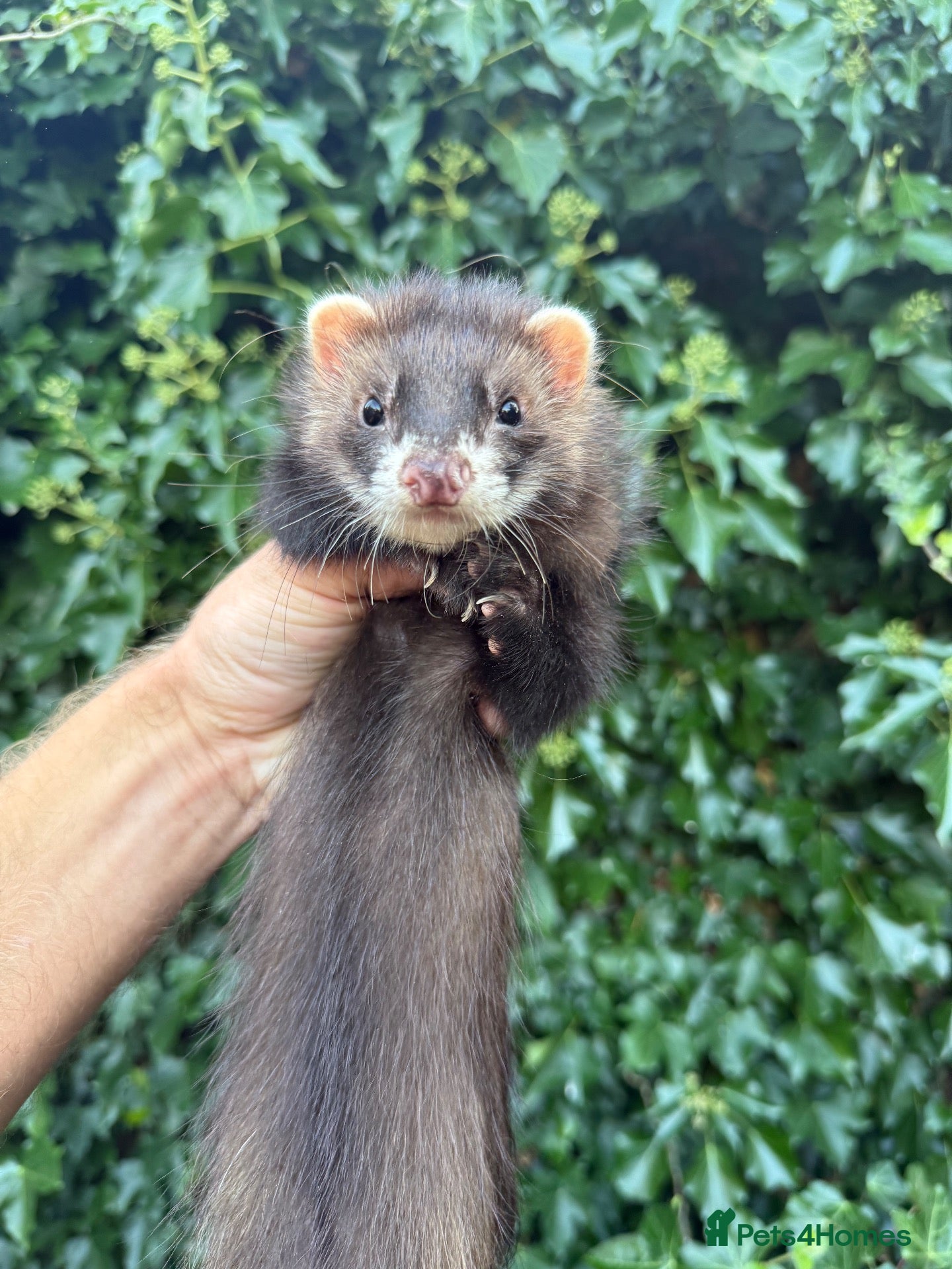 Ferret rodents Cheeky George Full Angora Hob  - Advert 1