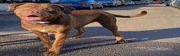 Rottweiler dogs for stud: Rottweiler/staff for STUDD  - Advert 2