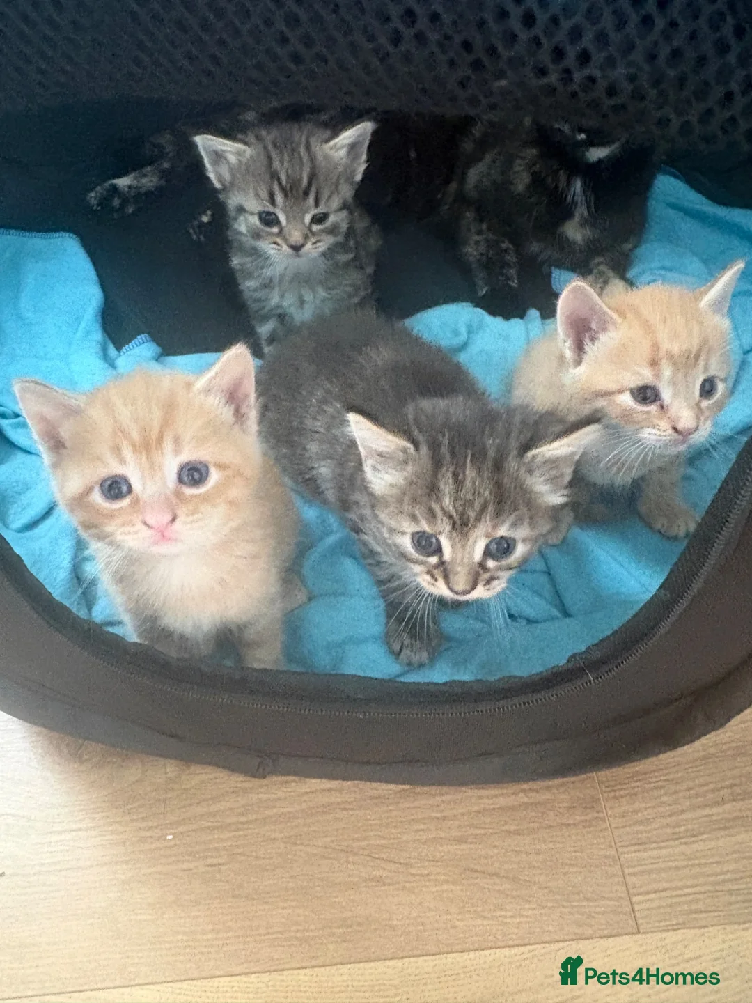 Bengal cats for sale: Beautiful mix Bengal kittens  in Bexley - Advert 2